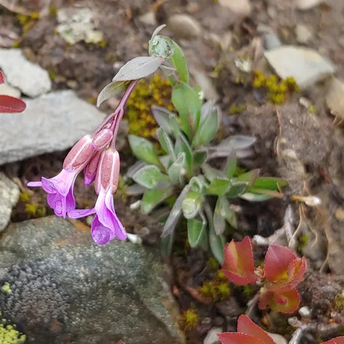 Lyall's rockcress