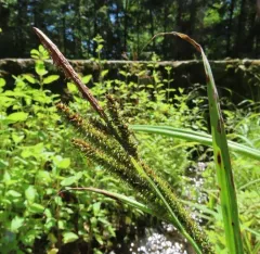 big-leaf sedge thumbnail 2