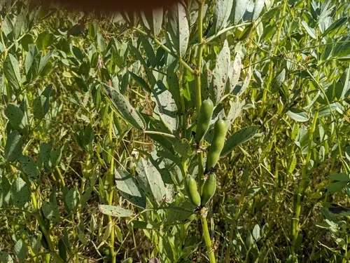 fava bean