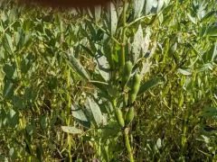 fava bean thumbnail 1