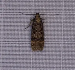 Chionodes thoraceochrella thumbnail 2