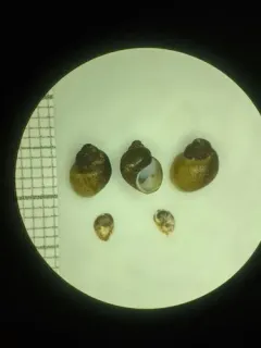 Olympia Pebblesnail thumbnail 2
