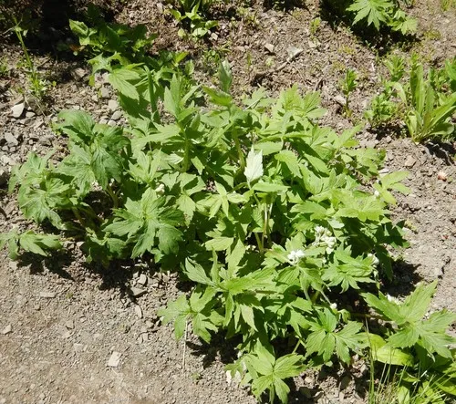 Fendler's Waterleaf