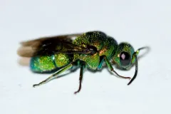 Holopyga ventralis thumbnail 1