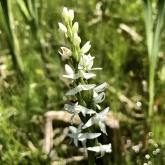 white bog orchid thumbnail 4
