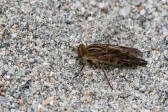 Thereva brunnea thumbnail 2