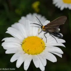 Virginia Ctenucha Moth thumbnail 2