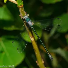 Emerald Spreadwing thumbnail 3