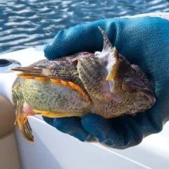 Buffalo Sculpin thumbnail 2