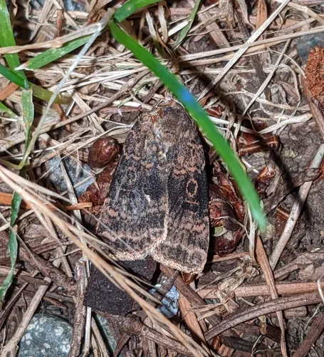 Abagrotis baueri