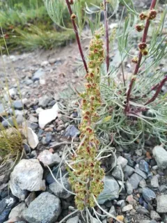 Boreal Sage thumbnail 2