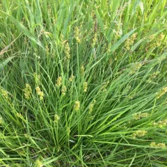 Spiked Sedge thumbnail 2
