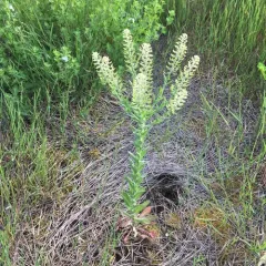field peppergrass thumbnail 3
