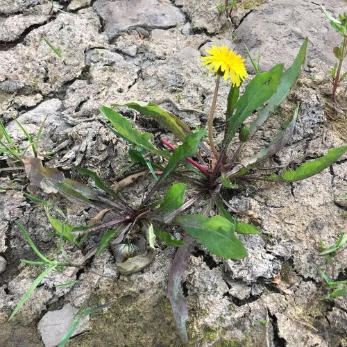 Fen Dandelion