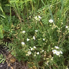 field chickweed thumbnail 4