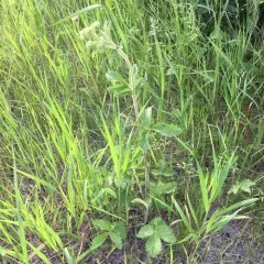 Tall Cinquefoil thumbnail 2