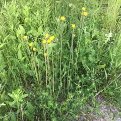 meadow hawkweed thumbnail 4