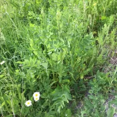 wild parsnip thumbnail 4