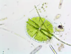Micrasterias rotata thumbnail 3