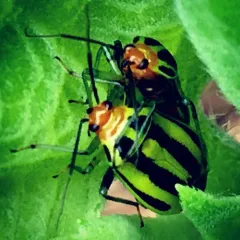Four-lined Plant Bug thumbnail 3