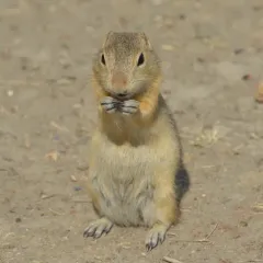 Richardson's Ground Squirrel thumbnail 3