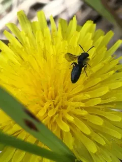 Vertical Masked Bee thumbnail 3