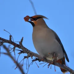 Bohemian Waxwing thumbnail 3