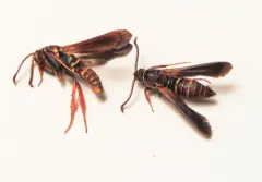 Poplar Borer Moth thumbnail 2