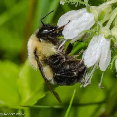 Two-spotted Bumble Bee thumbnail 3