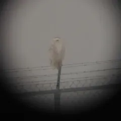 Snowy Owl thumbnail 3