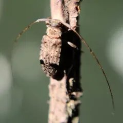 Hyperplatys maculata thumbnail 2