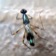 Rainieria antennaepes thumbnail 1
