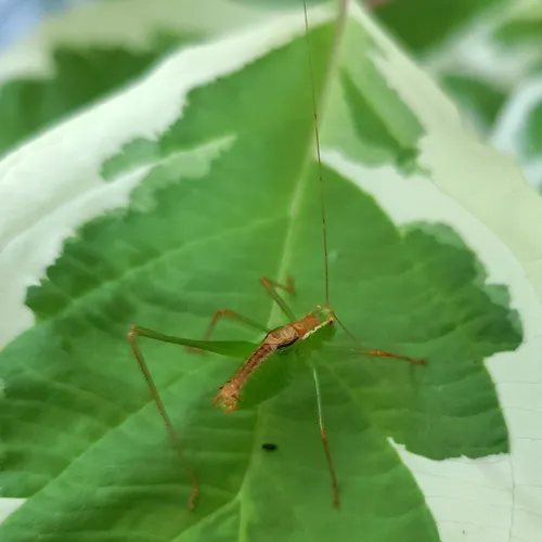 Speckled Bush-cricket