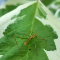 Speckled Bush-cricket thumbnail 1