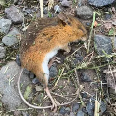 Eastern Woodland Jumping Mouse thumbnail 4