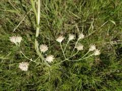 Chalk Hill Hymenopappus thumbnail 1