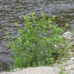 common alder thumbnail 4