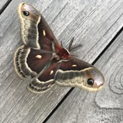 Columbia Silk Moth thumbnail 4