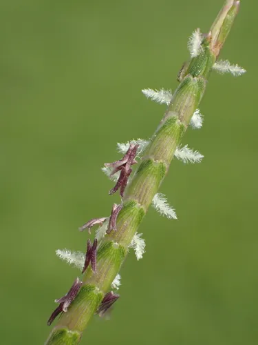 Centipede Grass