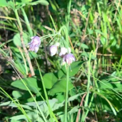 nodding onion thumbnail 4