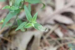 Liriomyza pistilla thumbnail 3
