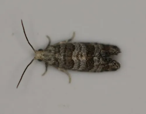 Corticivora clarki