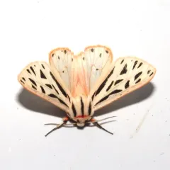 Arge Moth thumbnail 2
