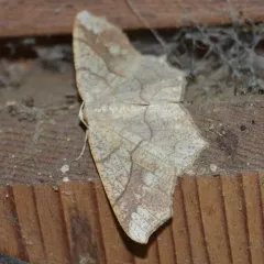 Oak Besma Moth thumbnail 4
