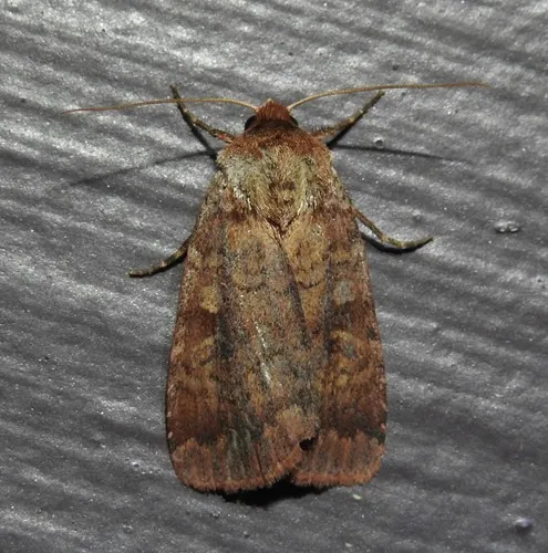Lycophotia Moth