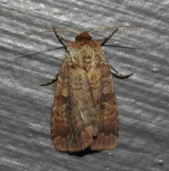 Lycophotia Moth thumbnail 1