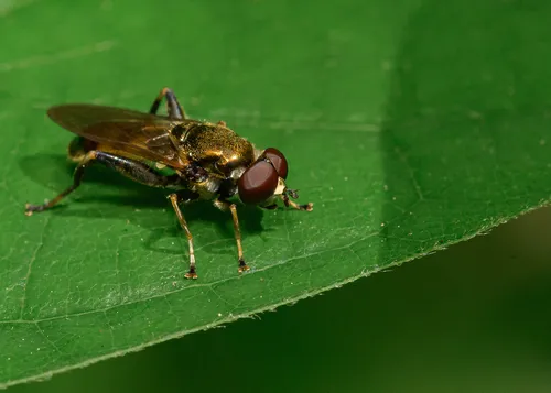 Yellow-legged Leafwalker