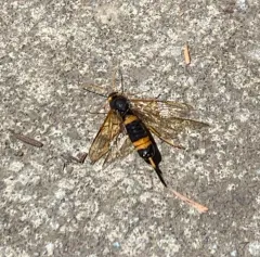 Yellow-horned Horntail thumbnail 3