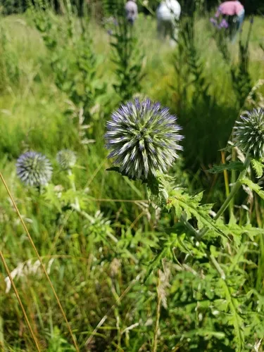 southern globe thistle