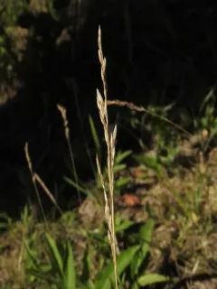 Rough Fescue thumbnail 3